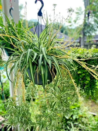 Six of the perennial house plant rooted- spider plant White green