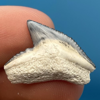 #ad #ad Shark Tooth Fossil Beautiful Tiger Shark Tooth Central Florida 1” $18.39
