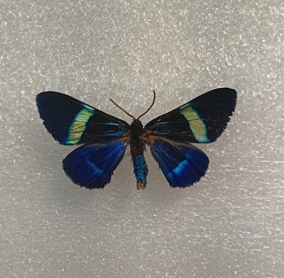 Milionia delicatula Motten Set Präparat, A-, Taxidermie, Flügel ausgebreitet, Tagesmotte