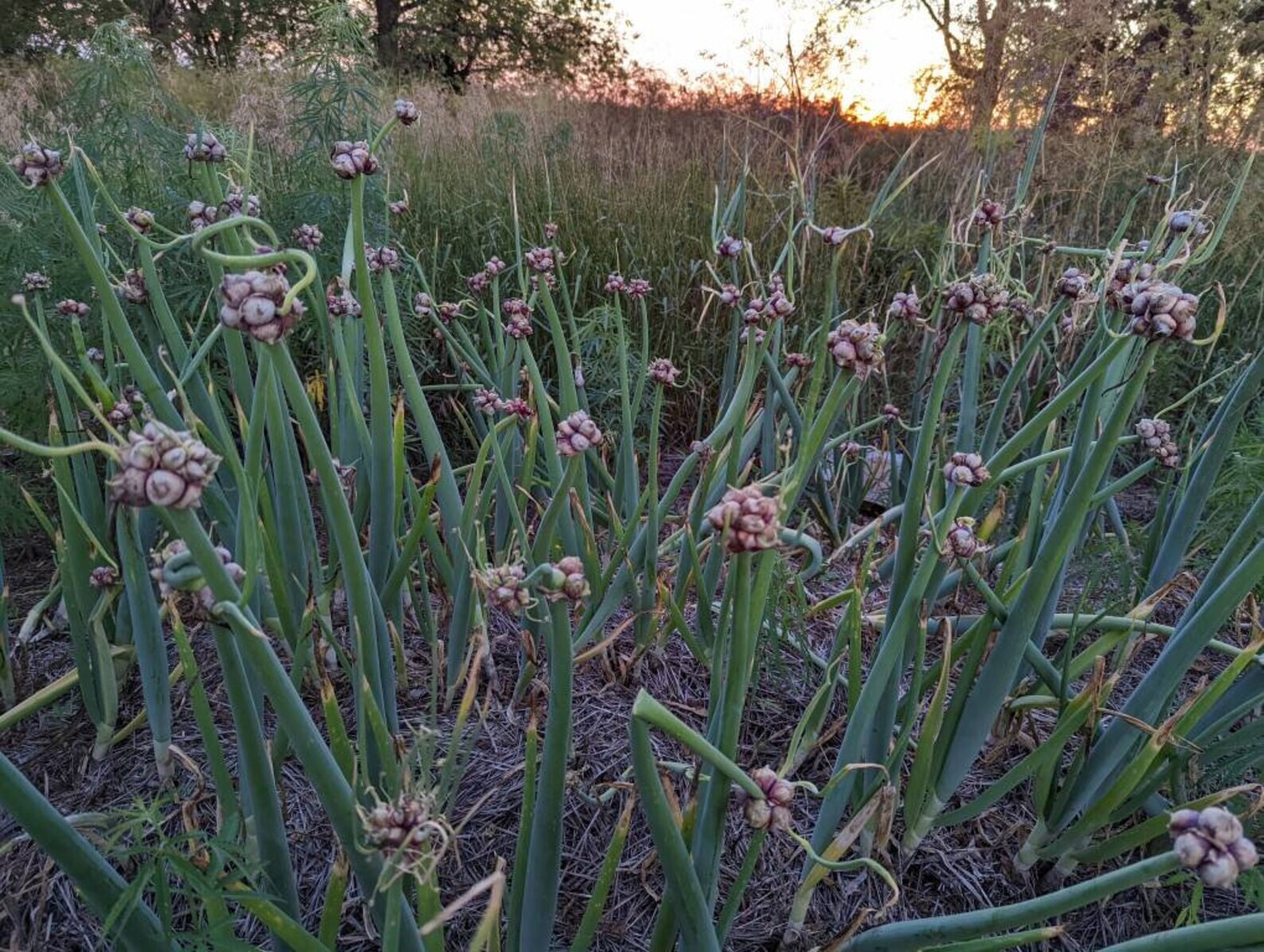10+ Egyptioan Walking Onion Topset Bulbs eBay