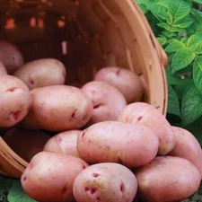 Red Norland Potato -2 lbs pounds- Certified Whole Seed Potatoes for Spring