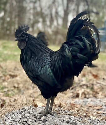 10+ Ayam Cemani Barnyard Mix Fibro Surprise fertilized eggs  - ZOMBIE Possible
