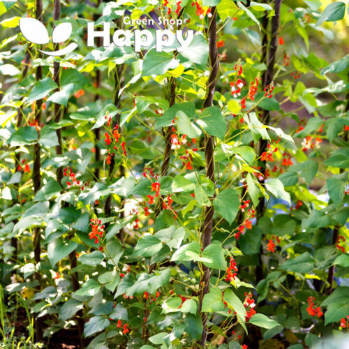 CLIMBING FLOWERS - Vines - Thunbergia Morning Glory Sweet Pea - Flower seeds - Picture 80 of 121