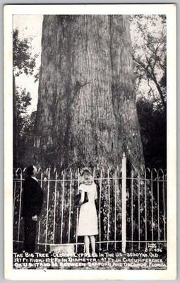 Vtg Postcard The Senator Tree Longwood, Florida Sanford, FL 1940s