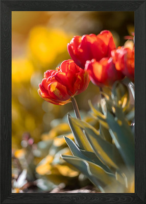 Rot Orange Tulpe Blumen Gerahmtes Wandbild Poster Leinwanddruck Bild