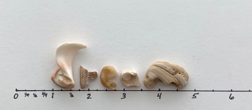 DREAM natural shell fragment letters beach seashells craft art word surf tumbled - Imagen 3 de 12