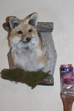 New Fox Head Mount Taxidermy Whitetail Deer Antler Mule Wolf Hunt