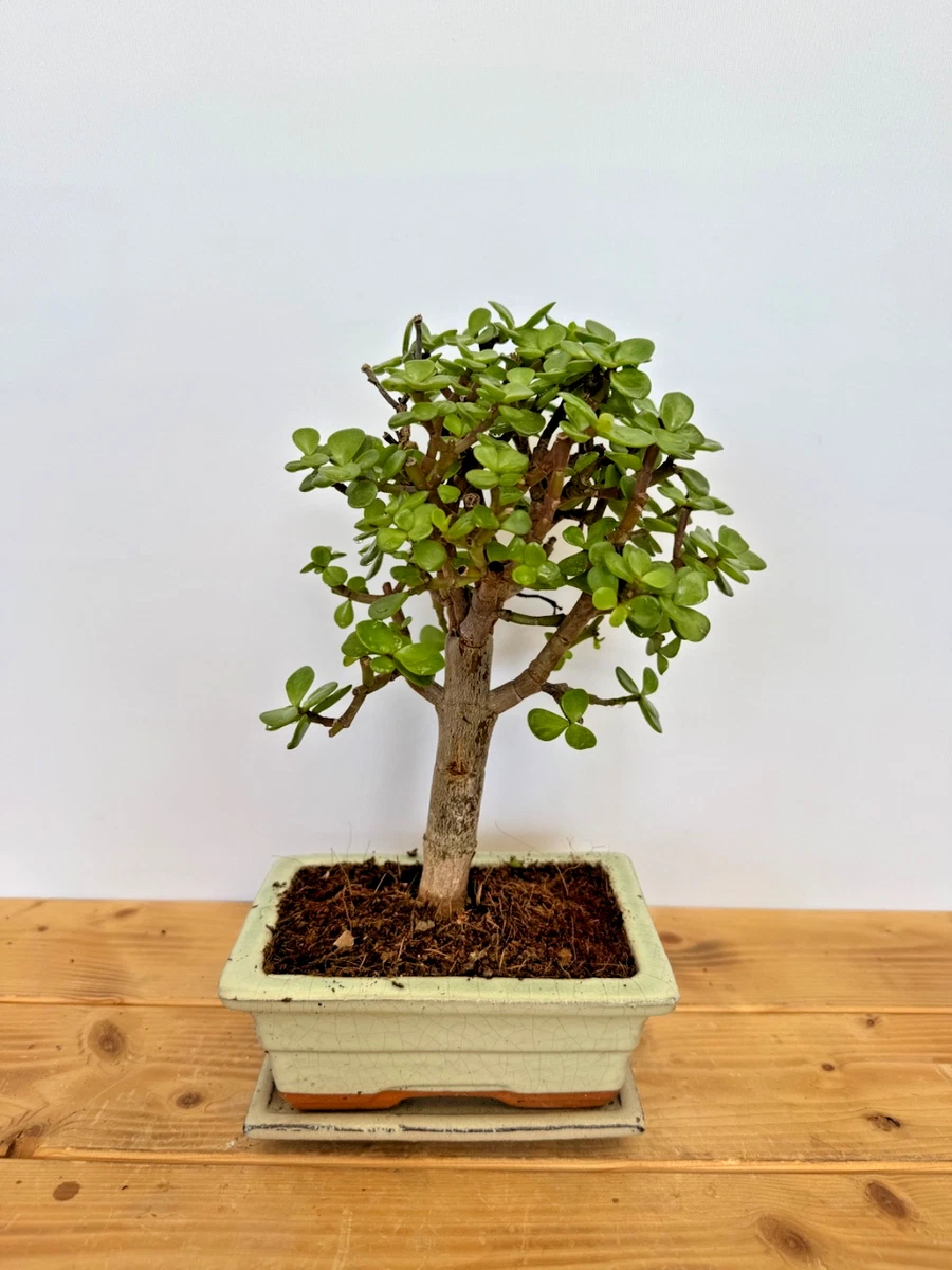 1mm 1.5mm 2mm Draht 3 Gren Bonsai Draht 1,0mm 1,5mm 2,0mm - 30 Meter  Aluminium Draht Schwarz