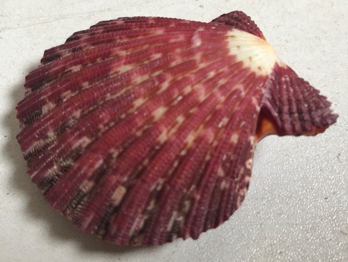 Rare Red & White Calico Scallop Shells Still Together Mid Atlantic Beach Sea 2" - Picture 4 of 6