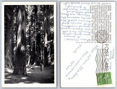 Muir Woods National Monument Redwood Forest CA Postcard 1940s H.S. Crocker