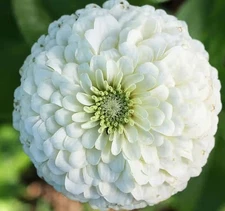 WHITE POLAR BEAR ZINNIA FLOWER SEEDS 100+ GARDEN ANNUAL Free Shipping
