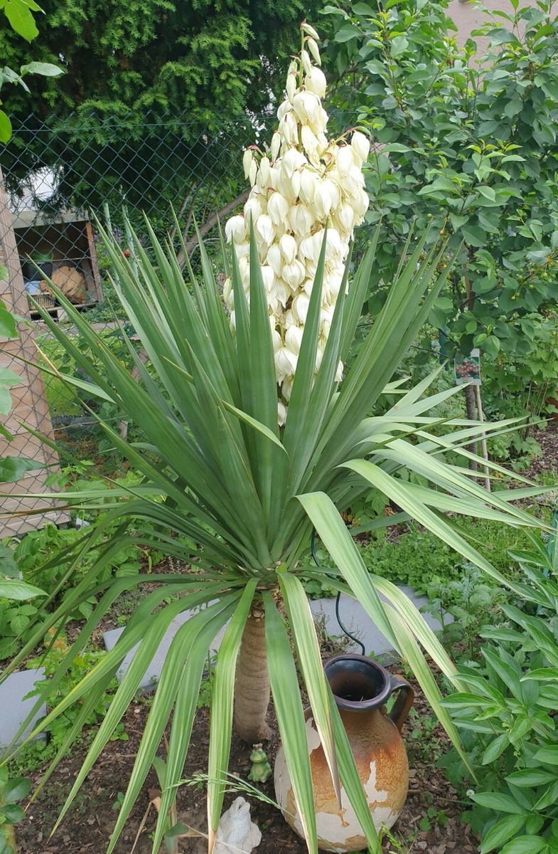 Yucca Palme Gloriosa Palmlilie ca.30cm ABLEGER ausGarten  | eBay.de