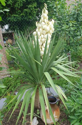 sansevieria gelb Sansevieria Cylindrica Straight -Spaghetti VELVET TOUCHZ®- 15-20 cm Bo –  Blumen-Senf® main image 0