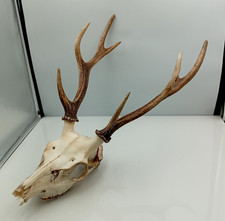 Taxidermy Deer Skull With Antlers Natural Decorative Display Mount