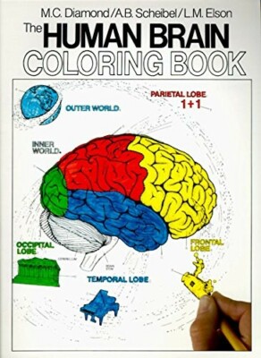 The Human Brain Coloring Book by Diamond, Scheibel, Elson, 1985