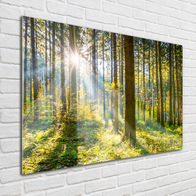 Glas-Bild Wandbilder Druck auf Glas 100x70 Deko Landschaften Wald in der Sonne