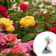 Bare Root Roses Nurseryman’s Collection - Mixed Rose Bush Strong