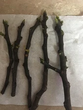 10 figs tree stems cutting