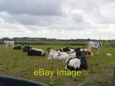 Photo 6x4 Cattle near Manor House Cottages Satmar Looking across fields t c2009