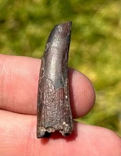 Pterosaur Tooth from Niger Fossil Flying Dinosaur Tooth Cretaceous Rare