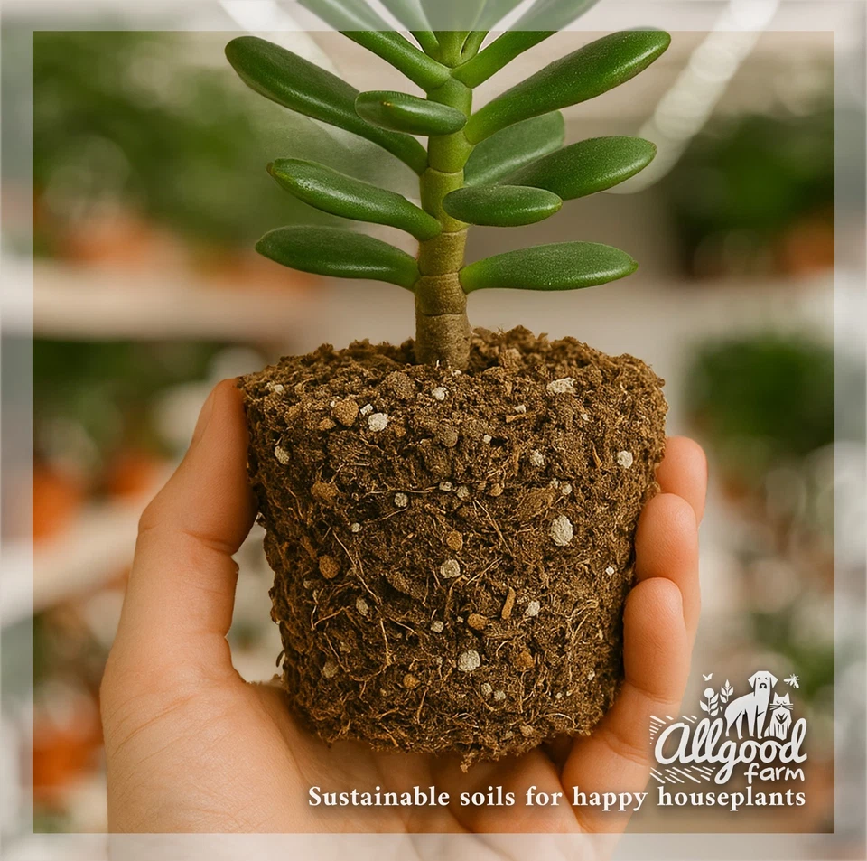 Jade Plant Premium Potting Soil Mix | Money Tree | Crassula 1L 3L 5L 10L  15L 30L | eBay UK