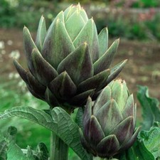 Thompson & Morgan Artichoke Green Globe Seeds Vegetable Plant 1