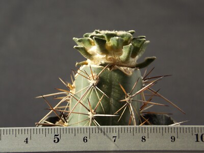18-1051. Cactus Kotschoubeyanus VM 645, Mina, NL, Mex. (Grafted)