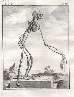 Gibbon monkey Affe skeleton Skelett gravure Kupferstich engraving Buffon 1780.