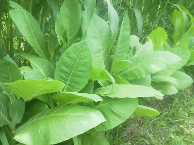 hawaii tobacco ban Flavored tobacco products may be banned on Hawaii Island