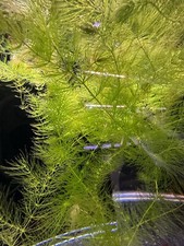 Ceratophyllum demersum Pianta Laghetto/Acquari -Ossigenante 12 Steli