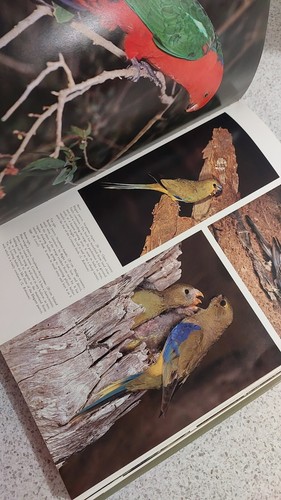 Every Australian Bird Illustrated Large Hardcover Bird Watching Guide 1975 Book - Picture 12 of 13