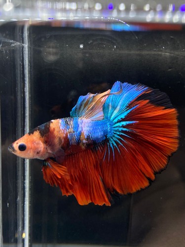 Live Betta Fish Male Halfmoon Galaxy Blue Red Orange USA SELLER M2216