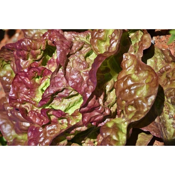 LAITUE BATAVIA canasta 300 graines