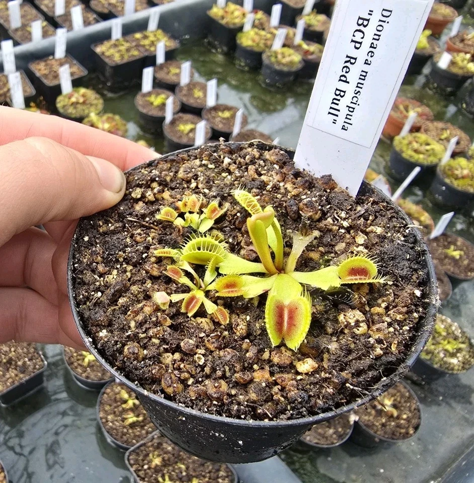 Dionaea muscipula "Red Bull", fleischfressende Pflanzen, Venusfliegenfalle, - Bild 3 von 3