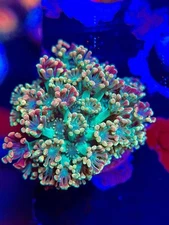 TNTcoral TSA Bangarang Alveopora 3/4 Frag-Frag-Live Coral-REEF TANK-LPS-SPS-ZOA