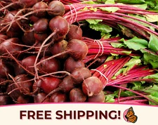 925+ Beet Seeds 'Ruby Queen' | Heirloom, Non-GMO, Vegetable Gardening Seed Pack