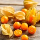 Ground Cherry Tomatillo Seeds 50 Ct Physalis Pruinosa Vegetable HEIRLOOM NON-GMO