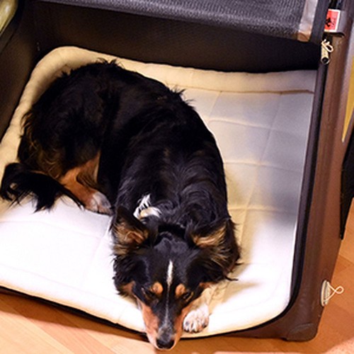 TAMI Caja Inflable para Perros M Caja de Transporte para Perros Caja de Coche Plegable Función de Airbag - Imagen 4 de 10