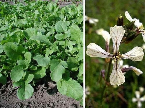 1000 SEMI SEMI DI RUCOLA COLTIVATA A FOGLIA LARGA-RUGHETTA RICETTE CUCINA INSAL - Imagen 3 de 5