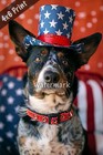 Australian Cattle Dog dressed as Uncle Sam with a top ha 4x6 Print