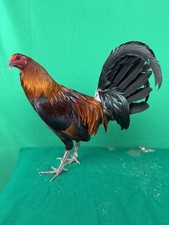 12 Chicken Hatching Eggs