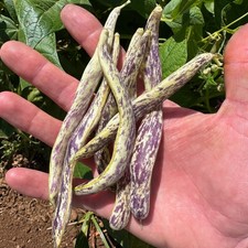 Dragon Tongue Bean Seeds for Planting Purple Bulk Packet Heirloom Organic NonGMO