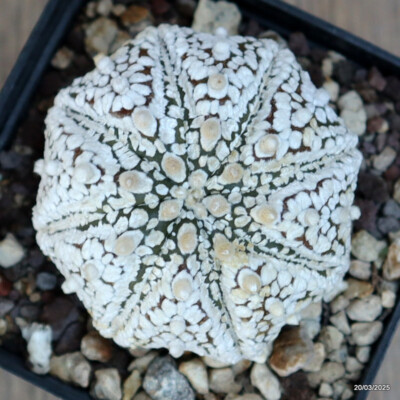 A4767 ASTROPHYTUM SUPERKABUTO SNOW pot9-H6-W7 cm MaMa Cactus