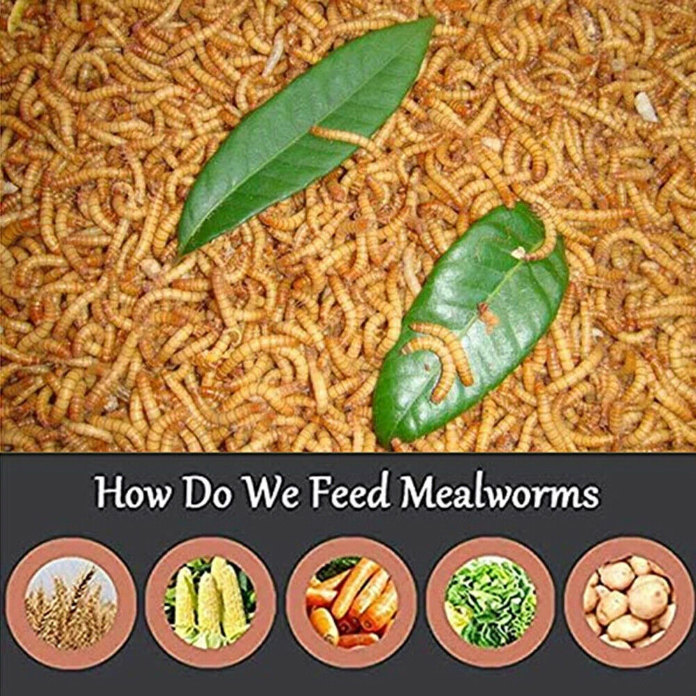 Mealworms Vs Black Soldier Fly Larvae The Happy Chicken, 48 OFF
