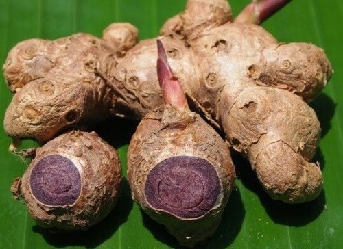5 Zwiebeln Schwarzer Ingwer Pflanze Kaempferia Parviflora Krachai Dam Thai Kraut Natur - Bild 4 von 12
