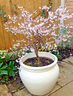 picea orientalis bonsai NZ BONSAI