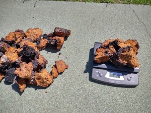 5 Pounds Raw Organic Natural Wild Maine Chaga Mushroom Chunks