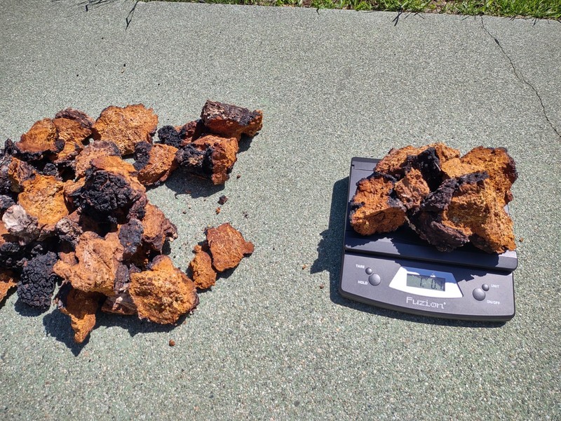 5 Pounds Raw Organic Natural Wild Maine Chaga Mushroom Chunks