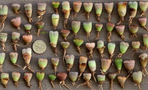 Plant - Living Stone 10 plants MIX Randomly(0.5 inches)Lithops - Picture 7 of 10