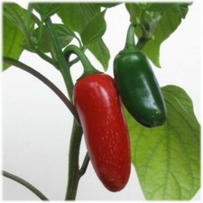 Jalapeno Pepper Seeds- 75  2021 Seeds     1.69 Max. Shipping on Any Order 